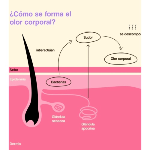 Freshly Cosmetics - Déodorant naturel sans aluminium