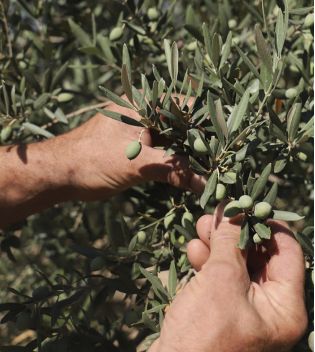 La Provençale Bio - Contour des yeux anti-âge - Huile d'olive bio