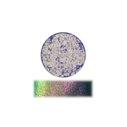 The Pastel Roses - Fard à paupières mono multichrome - Prism